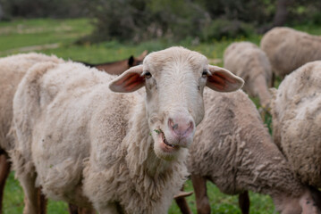 sheep and goats in rural Israel