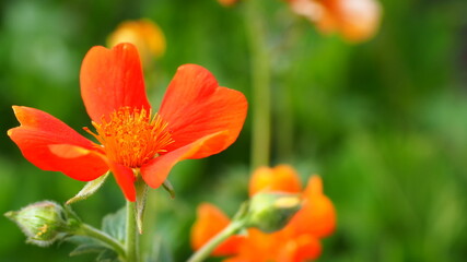 Day 75 of the pandemic in Halifax. Public gardens.