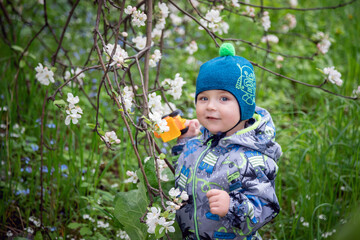 A little boy walks in an Apple orchard in spring. Trees in flowers. Park in the spring. Nature walk. Happy childhood.