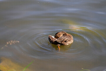 wild adult duck swimming in the water