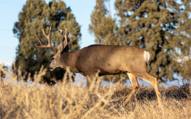 Mule Deer Buck During the Rut in Colorado in Auutmn