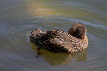 wild adult duck swimming in the water