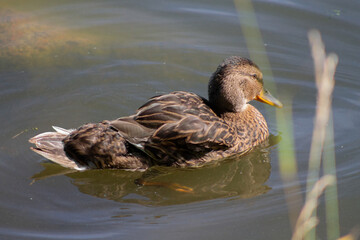wild adult duck swimming in the water