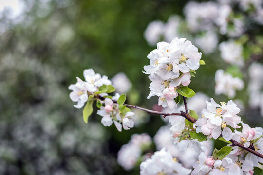 photo of a blooming Apple tree with white flowers on a green bokeh background. Spring Apple tree in flowers. Flowers close-up.