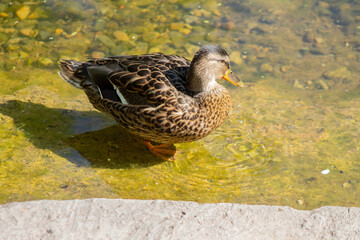 duck in clear yellow water