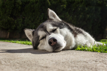 Sleepy Siberian husky laying in the backyard on the green grass with his head on the pavement close-up from the profile