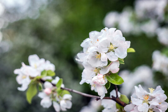 photo of a blooming Apple tree with white flowers on a green bokeh background. Spring Apple tree in flowers. Flowers close-up.