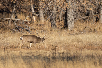 Mule Deer Buck During the Rut in Colorado in Auutmn
