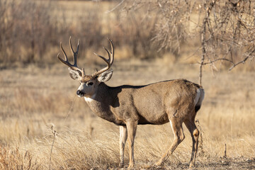 Naklejka na ściany i meble Mule Deer Buck During the Rut in Colorado in Auutmn