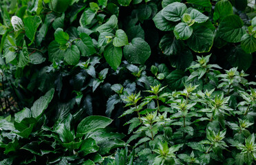 Green plants after rain or dew