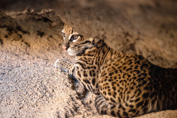 Ocelot at the zoo