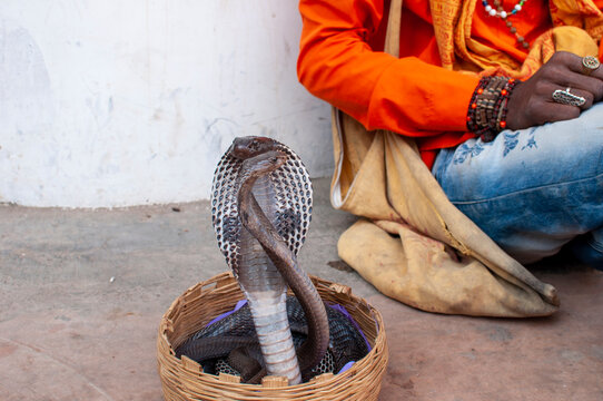 indian juggler playing with a pair of venomous king cobra