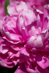 Fototapeta premium pink rose petals