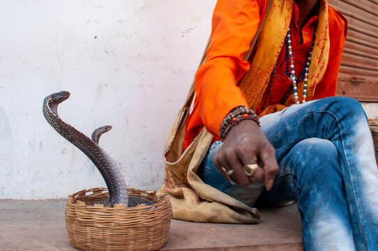 indian juggler playing with a pair of venomous king cobra