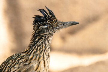 Roadrunner