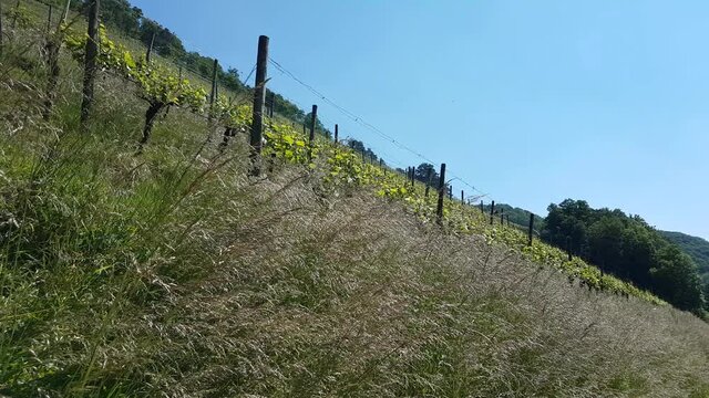 vent d'&eacute;t&eacute; dans un vignoble