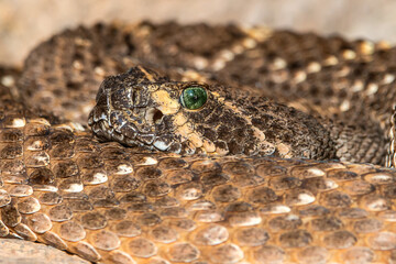 Close up of a Western Diamond Back snake