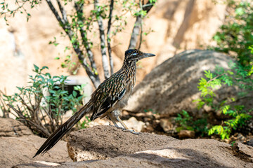 Roadrunner