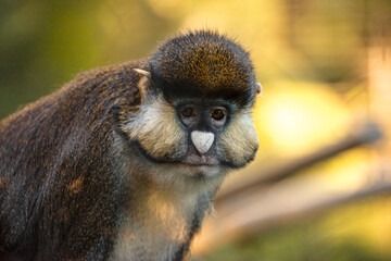 close up of a young baboon