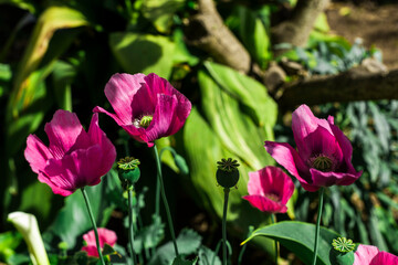 closeup of pink poppies on green plants background