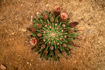 cactus con abeja y flor
