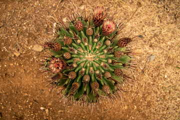 cactus con flor