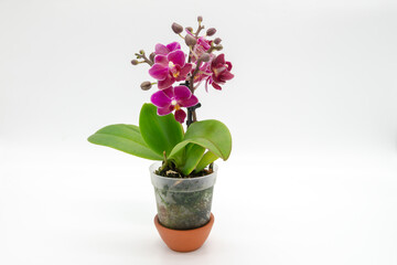 Fototapeta na wymiar Nice purple mini phalaenopsis moth orchids isolated