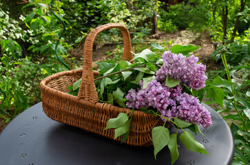 Fototapeta na wymiar A bouquet of terry purple lilacs in a wicker basket on a table in the garden.