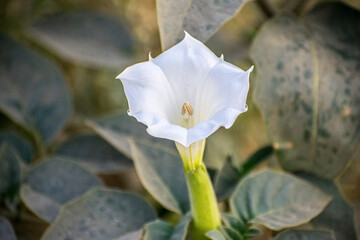 Datura is a genus of nine species of poisonous Vespertine flowering plants belonging to the family Solanaceae.