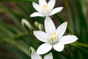 White flowers of the Star of Bethlehem on a green background