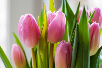 Bouquet of beautiful pink tulips with bright green leaves close-up.