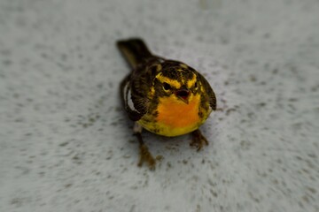 Paruline &agrave; gorge orang&eacute; sur le pav&eacute;
