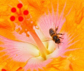 Bee on a Sicilian flower 