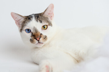 cat on white background
