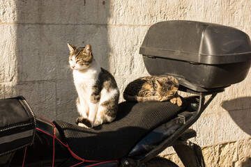 Another portrait of a homeless street cat
