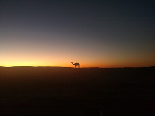 Fototapeta na wymiar Algeria desert sunset camel 