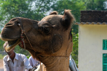 The camel is part of the landscape of Rajasthan; the icon of the desert state, part of its cultural identity, and an economically important animal for desert communities