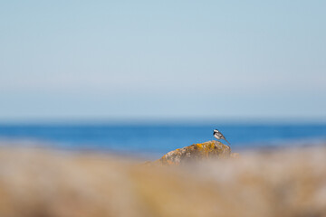Wagtail bird resting perched on a rock at the sea during a sunny clear day