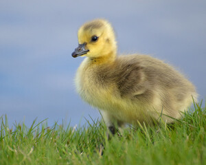 Baby gosling