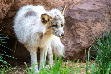 Arctic Fox