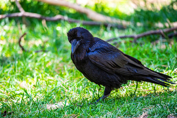 A raven in the grass