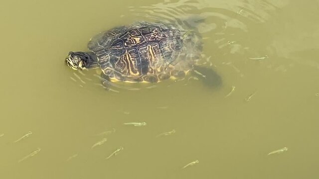Beautiful turtles swim among small fish in the pond