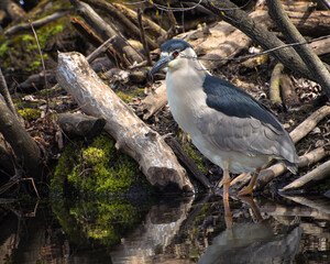 Black-crowned night heron