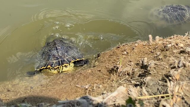 Beautiful turtles swim among small fish in the pond