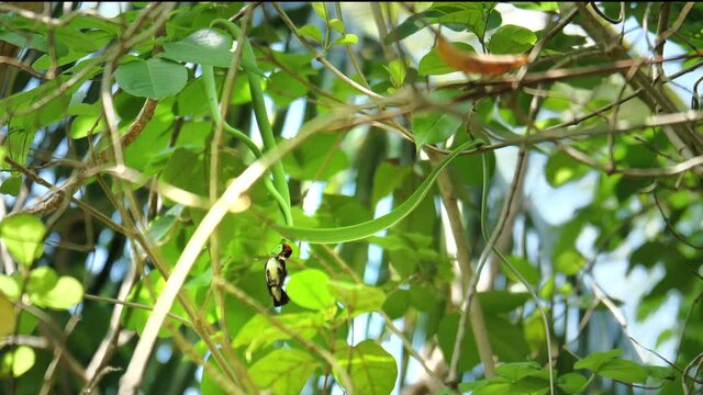 Green snake caught and eating a small tropical hummingbird. Wildlife in the jungle