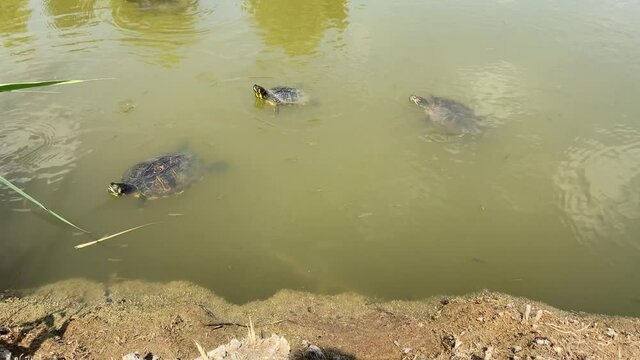 Beautiful turtles swim among small fish in the pond