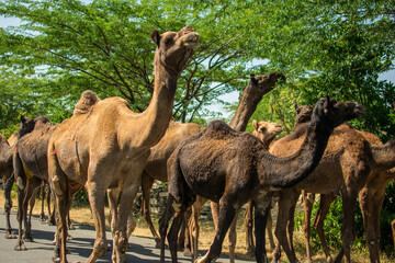 The camel is part of the landscape of Rajasthan; the icon of the desert state, part of its cultural identity, and an economically important animal for desert communities