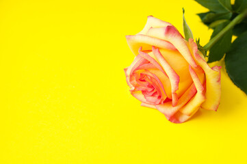 One orange rose on a bright yellow background. Copy spase.  Concept Mother's Day, Family Day, Valentine's Day