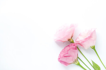 Beautiful pink and white eustoma flowers (lisianthus) in full bloom. Bouquet of flowers on a white background. Copy space. Flat lay