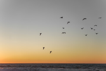 Naklejka na ściany i meble seagulls at sunset